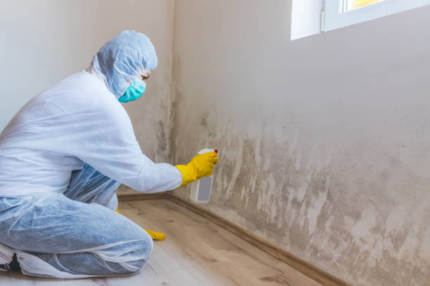 Licensed Mold Inspection service in Midland, PA - WQB Mold Removal